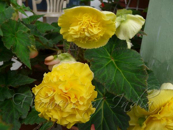 Ruffled Yellow Begonia